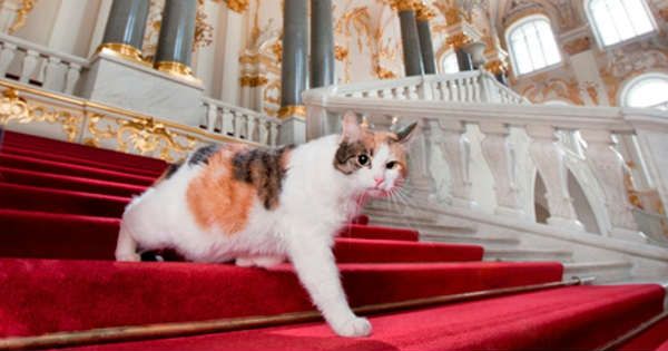 russia cats in the hermitage museum