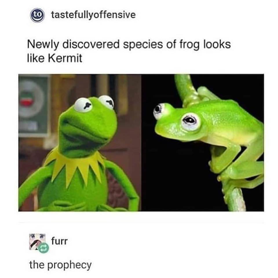 Sunday meme about a real life Kermit the frog