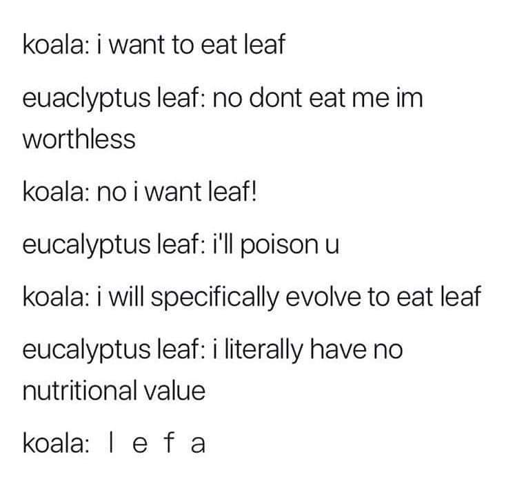 koala and eucalyptus leaf meme - koala i want to eat leaf euaclyptus leaf no dont eat me im worthless koala no i want leaf! eucalyptus leaf i'll poison u koala i will specifically evolve to eat leaf eucalyptus leaf i literally have no nutritional value ko