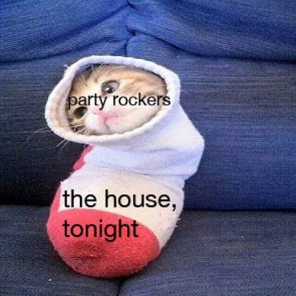 cat in sock meme - party rockers the house, tonight