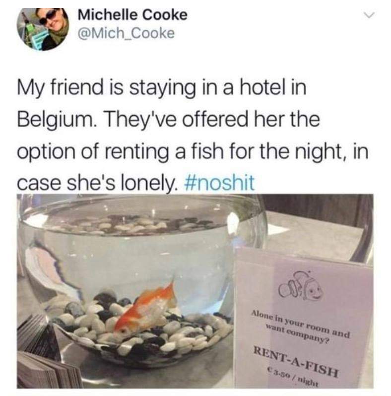 rent a fish belgium - Michelle Cooke My friend is staying in a hotel in Belgium. They've offered her the option of renting a fish for the night, in case she's lonely. Alone in your room and want company? RentAFish C3.30 nicht