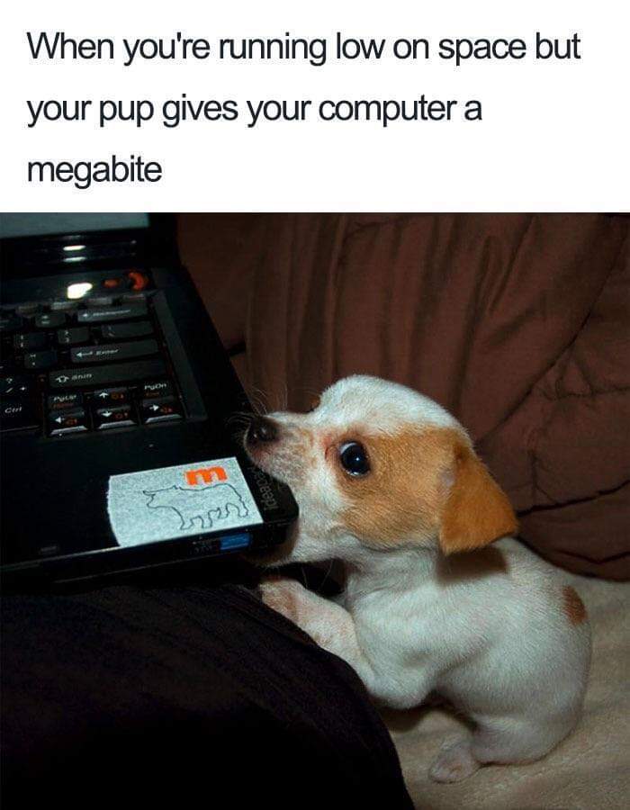 funny dog memes - When you're running low on space but your pup gives your computer a megabite 202997