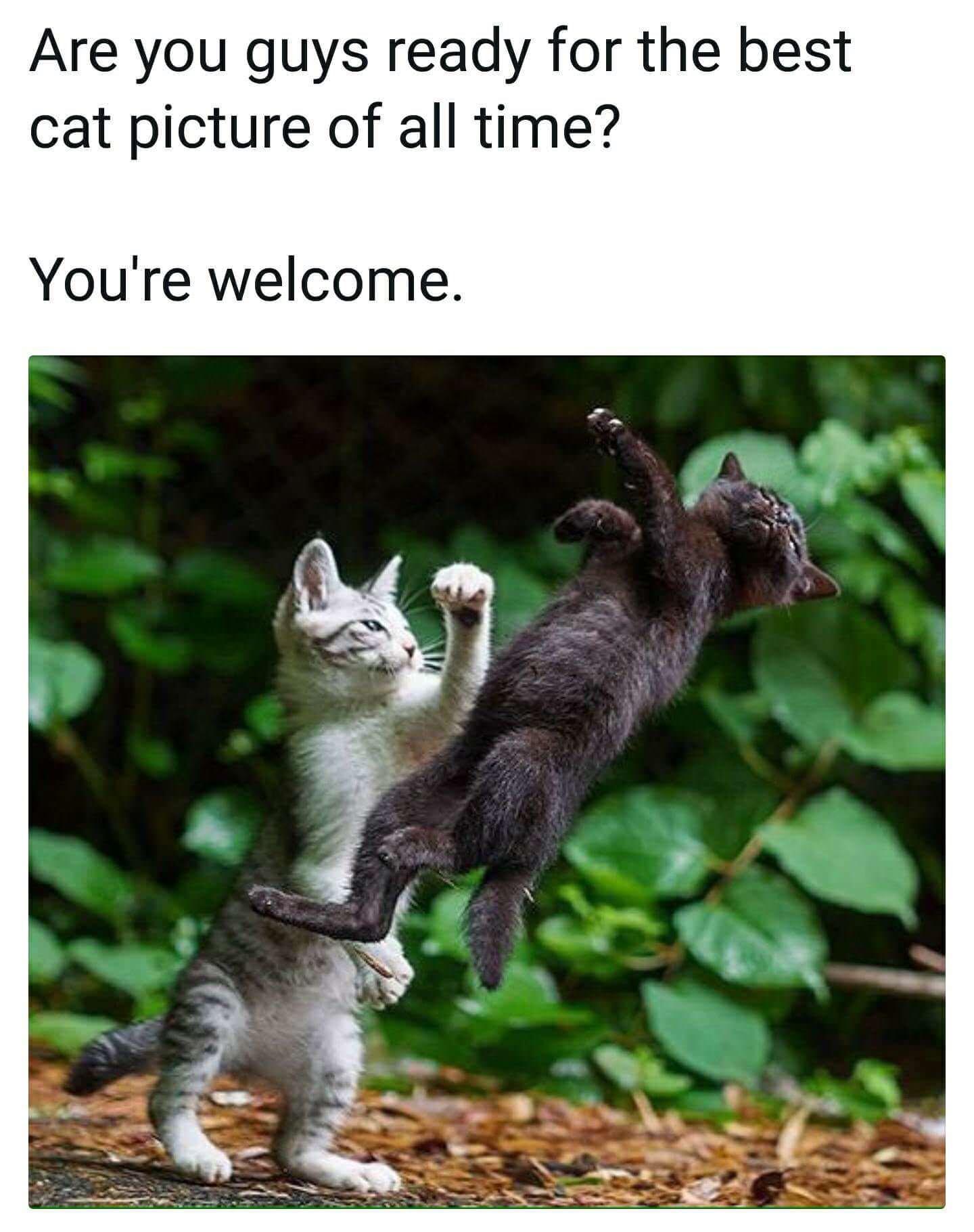 cat fighting meme - Are you guys ready for the best cat picture of all time? You're welcome.