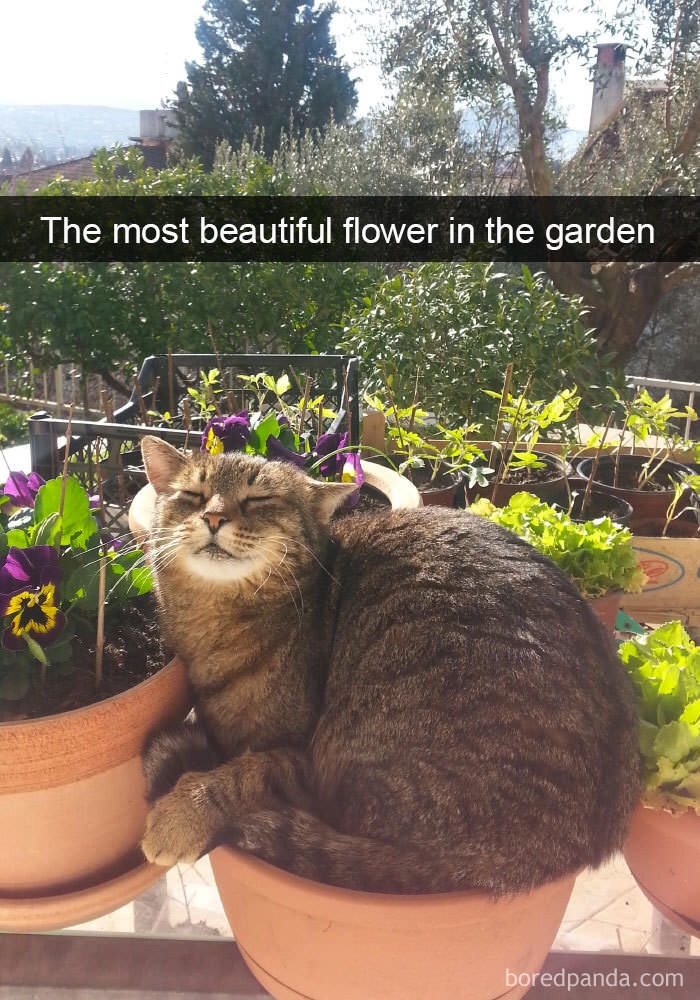 most beautiful flower in the garden cat - The most beautiful flower in the garden boredpanda.com