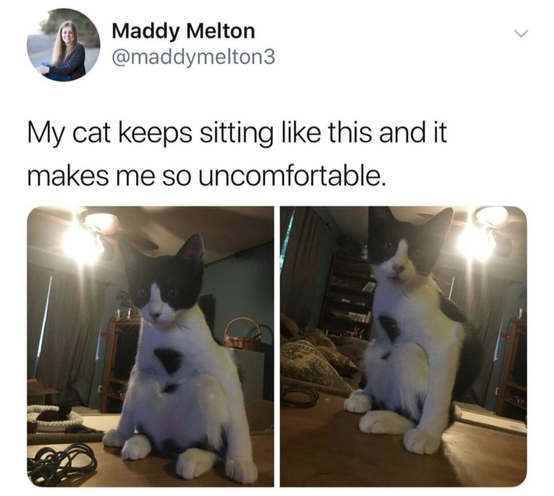 my cat keeps sitting like - Maddy Melton My cat keeps sitting this and it makes me so uncomfortable.