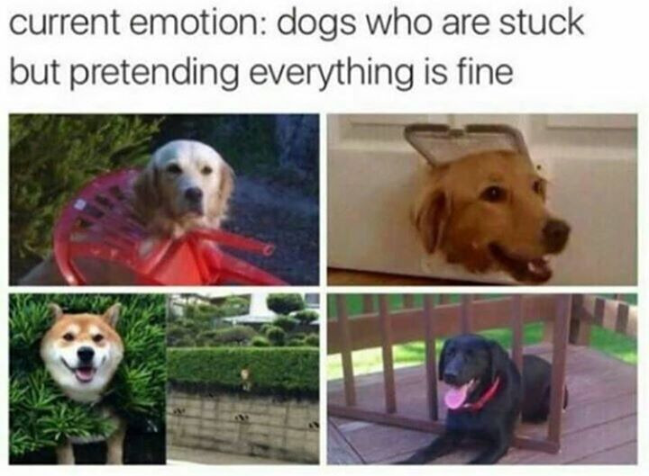 best doggo - current emotion dogs who are stuck but pretending everything is fine