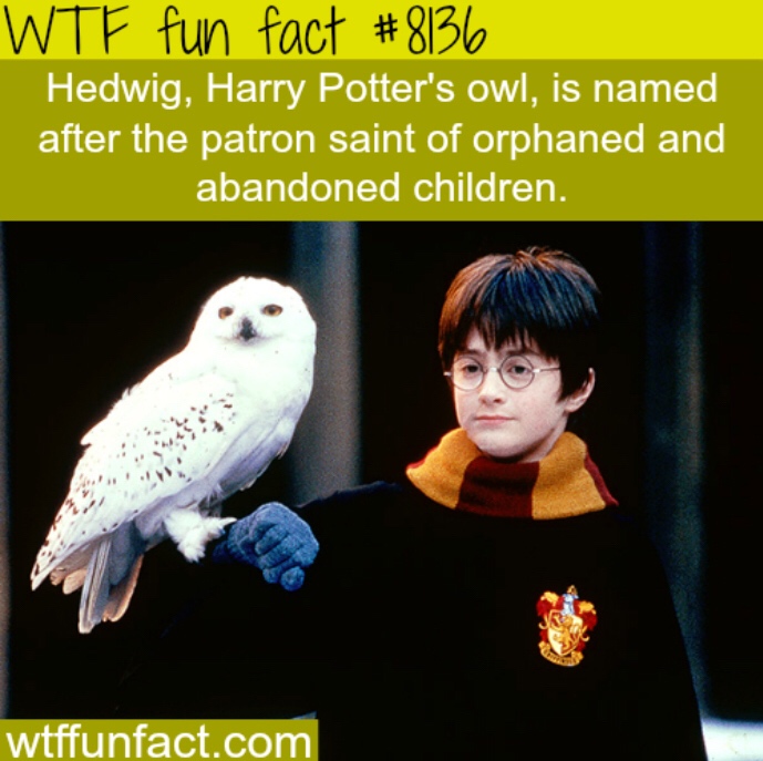Wednesday meme fun fact about owl of Harry Potter, Hedwig