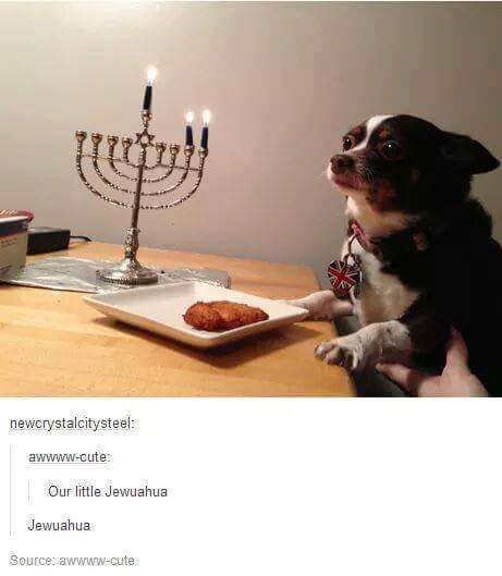 Wednesday meme of dog lighting chanukah menorah