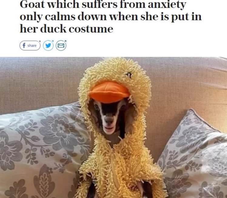 memes - polly the goat - Goat which suffers from anxiety only calms down when she is put in her duck costume f