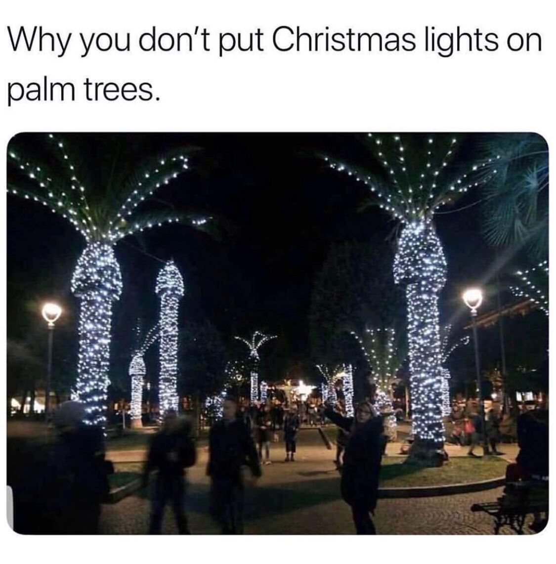 memes - you don t put christmas lights - Why you don't put Christmas lights on palm trees. 1 g My