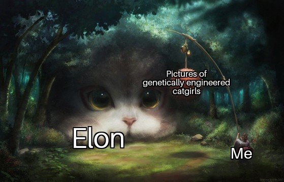 dank meme dank memes - Pictures of genetically engineered catgirls Elon Me