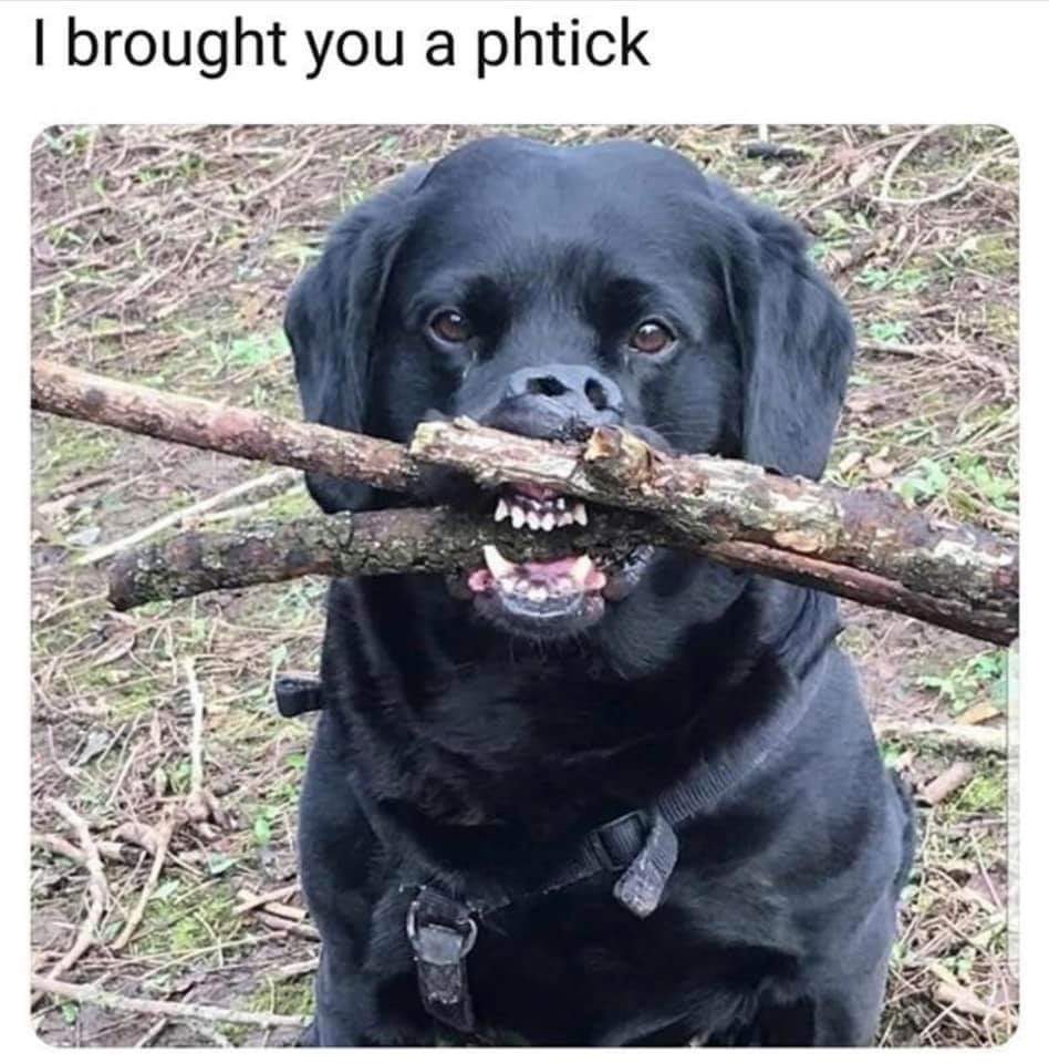 memes - funny animal memes - I brought you a phtick