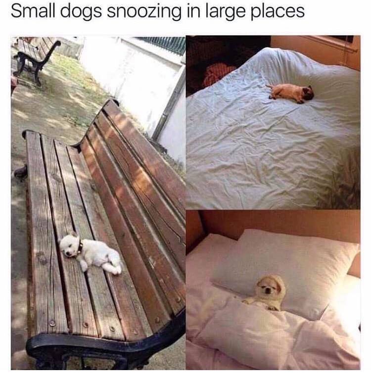 memes - puppy on bench - Small dogs snoozing in large places