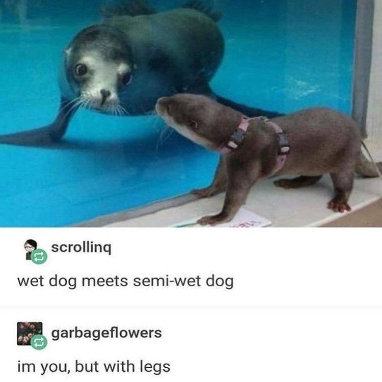 memes - sea doggo meets river doggo - scrolling wet dog meets semiwet dog garbageflowers im you, but with legs