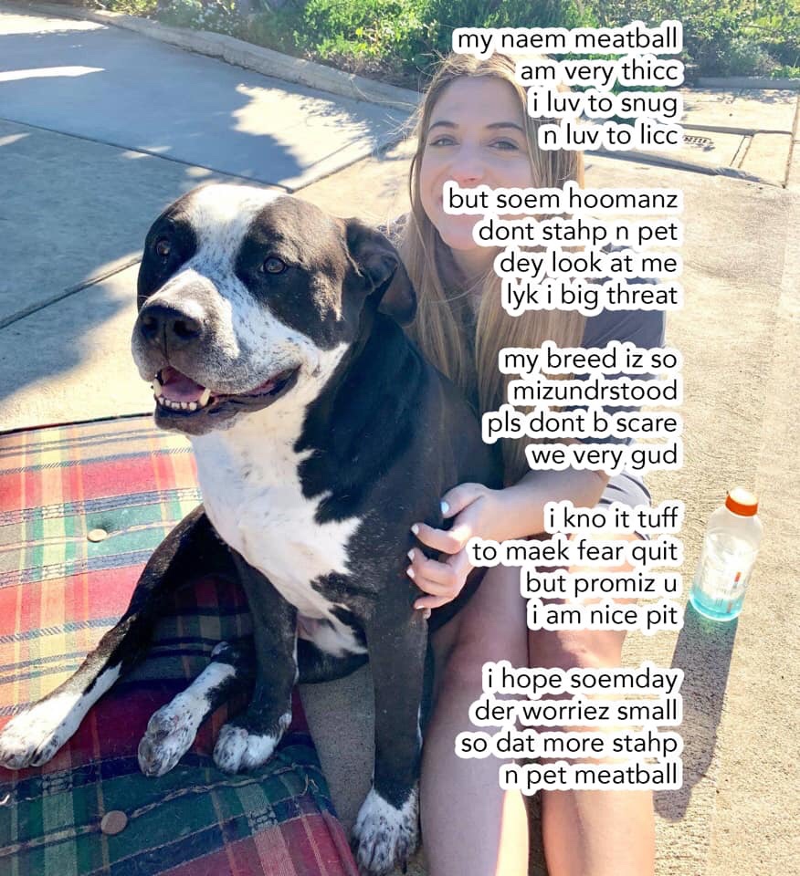 memes - photo caption - my naem meatball am very thicc i luv to snug n luv to licc om but soem hoomanz dont stahp n pet dey look at me lyk i big threat my breed iz so mizundrstood pls dont b scare we very gud i kno it tuff to maek fear quit but promiz u i