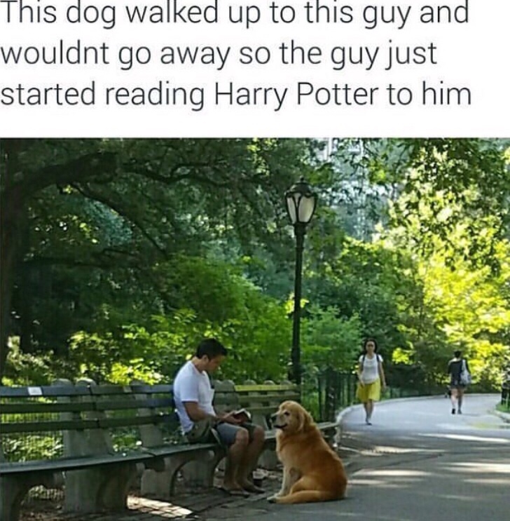 memes - harry potter wholesome meme - This dog walked up to this guy and wouldnt go away so the guy just started reading Harry Potter to him