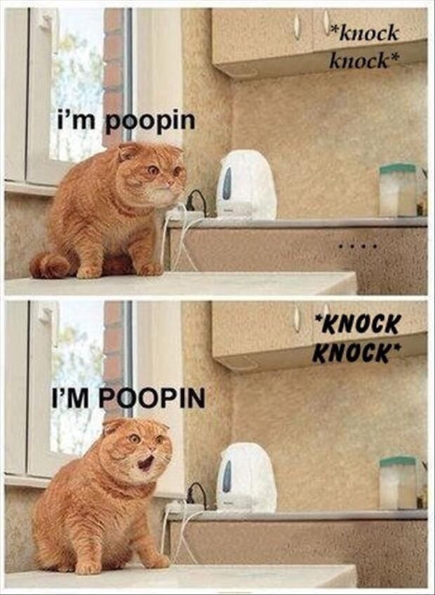 memes - im poopin false alarm - knock knock i'm poopin Knock Knock I'M Poopin