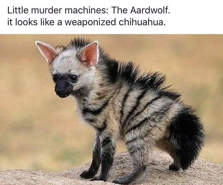 memes - aardwolf pup - Little murder machines The Aardwolf. it looks a weaponized chihuahua.