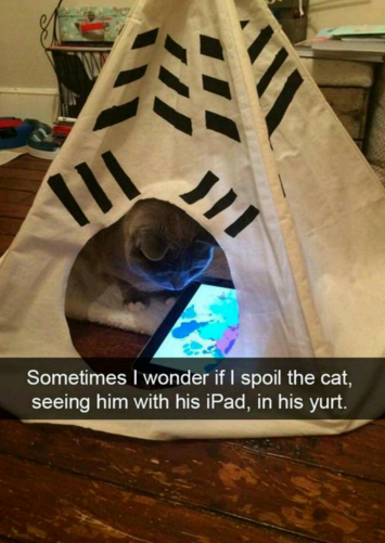 memes - most spoiled cats - Sometimes I wonder if I spoil the cat, seeing him with his iPad, in his yurt.