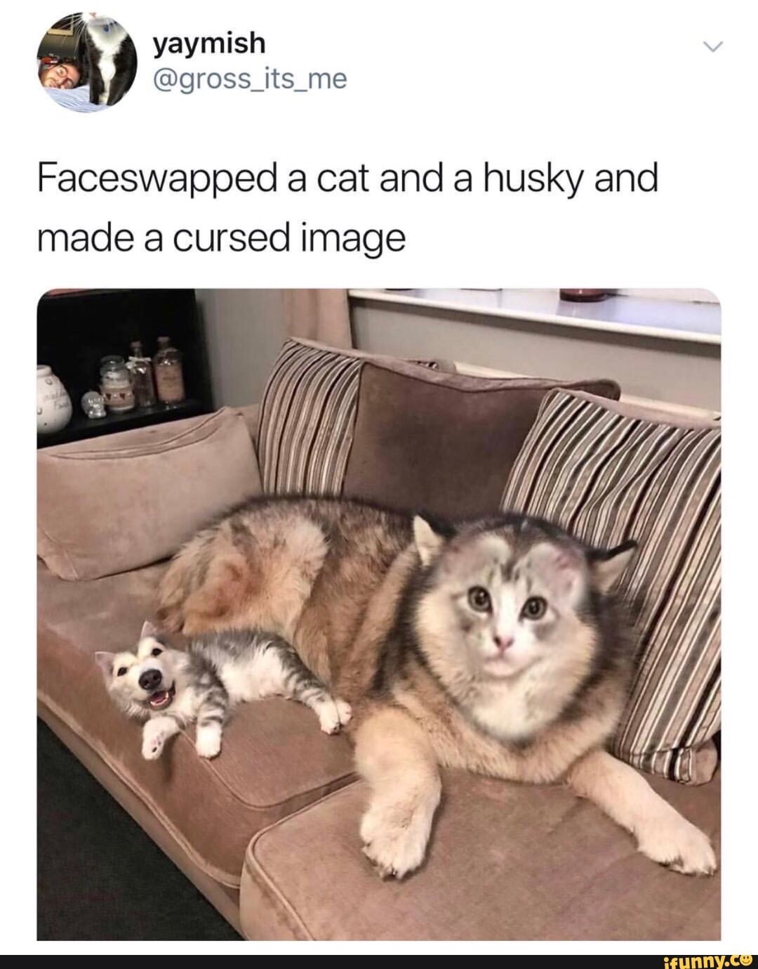 memes - cursed images funny - yaymish Faceswapped a cat and a husky and made a cursed image ifunny.co
