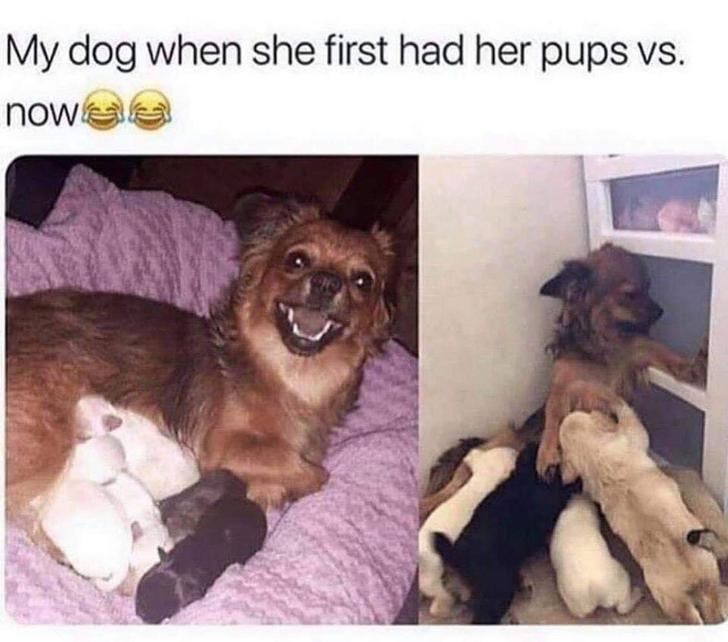 dog memes for kids - My dog when she first had her pups vs. nows