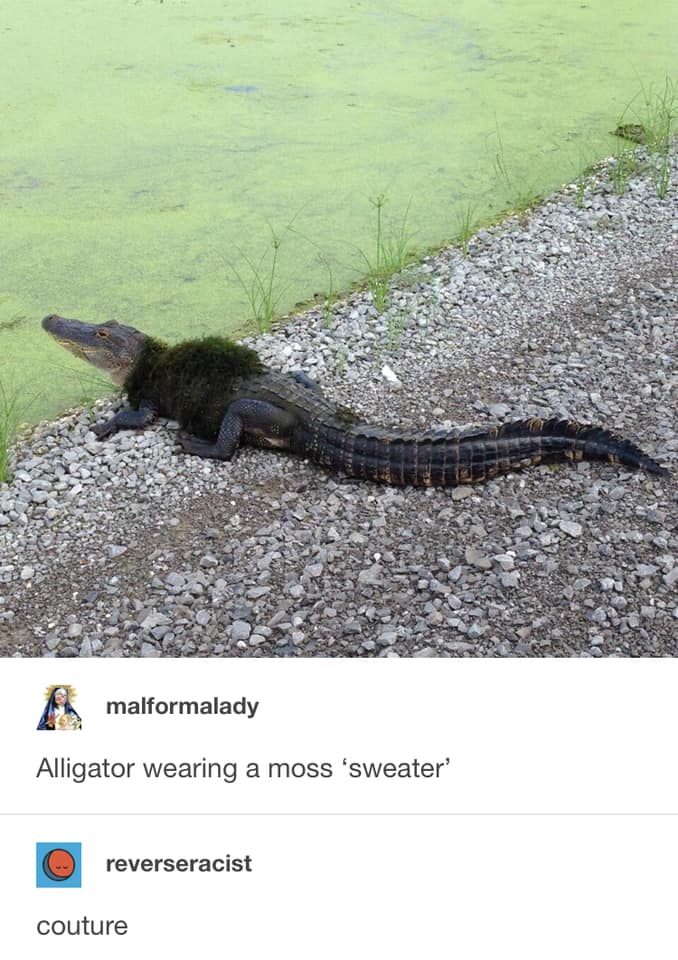 alligator wearing a sweater - malformalady Alligator wearing a moss sweater' reverseracist couture