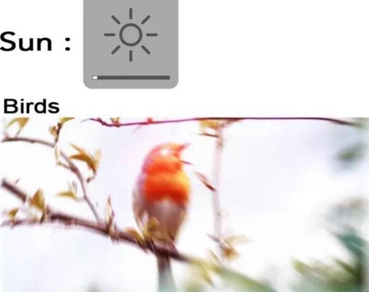 birds tweeting - Sun Birds