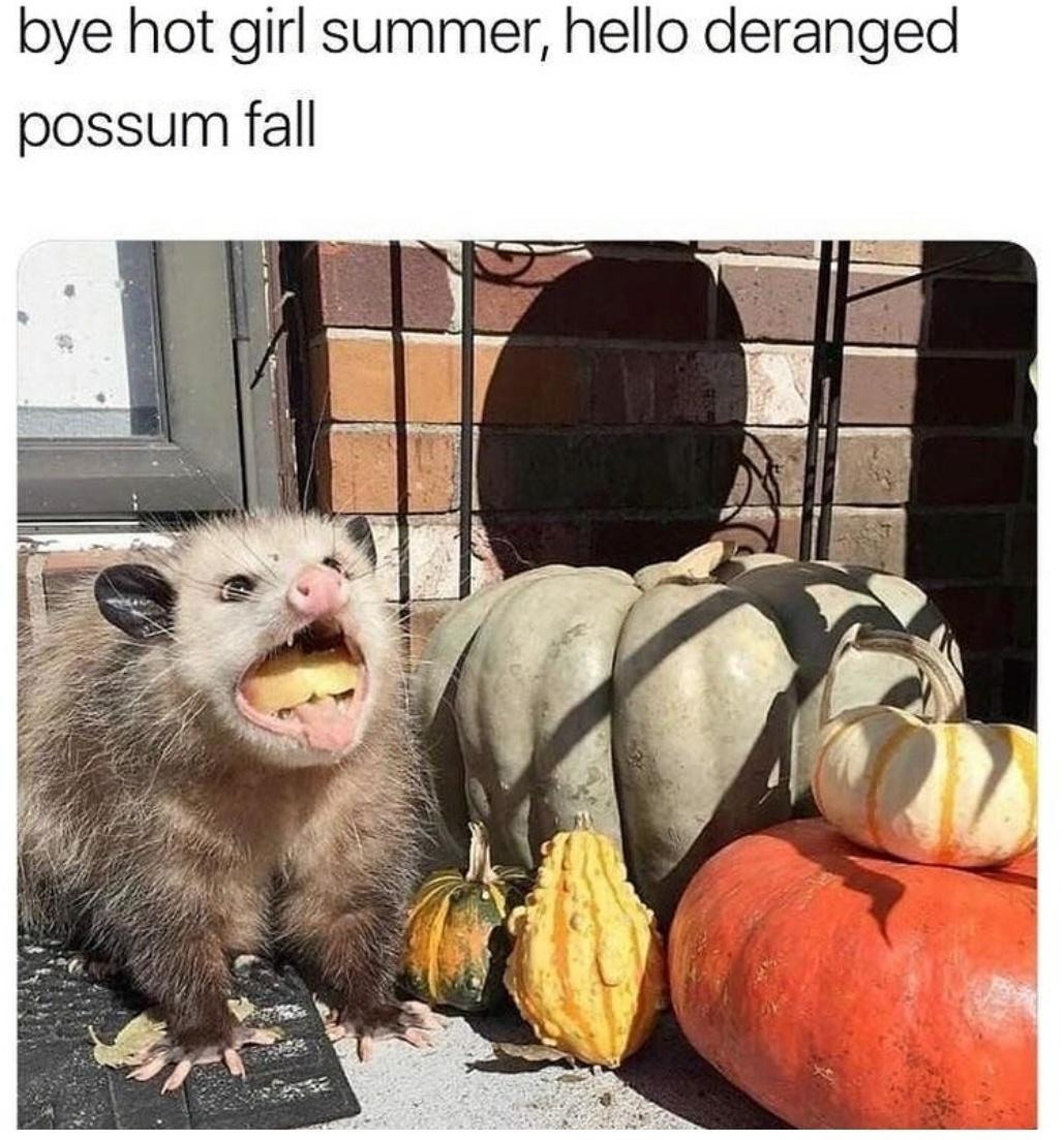 funny opossum - bye hot girl summer, hello deranged possum fall