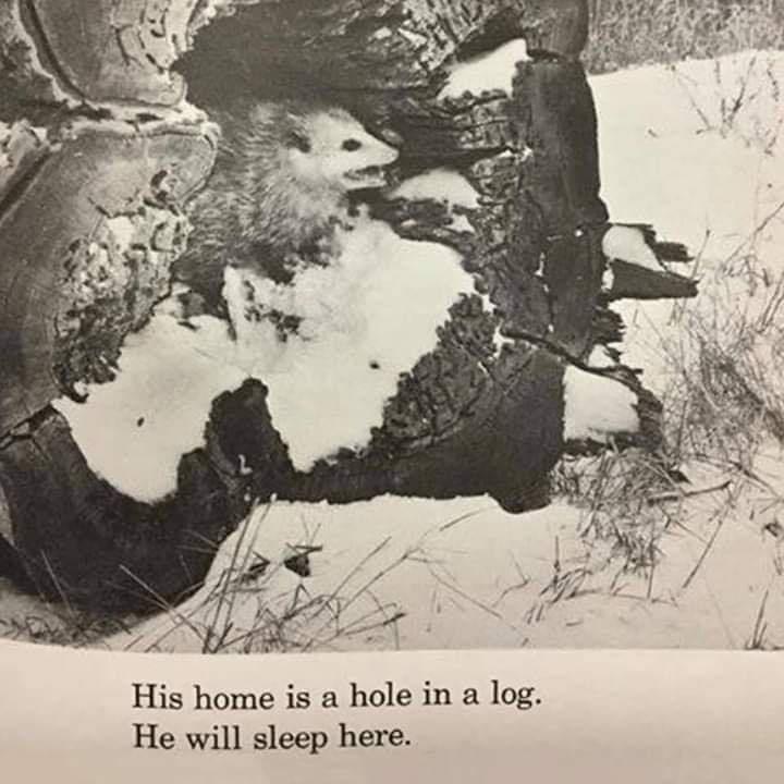 his home is a hole in a log he will sleep here - His home is a hole in a log He will sleep here.