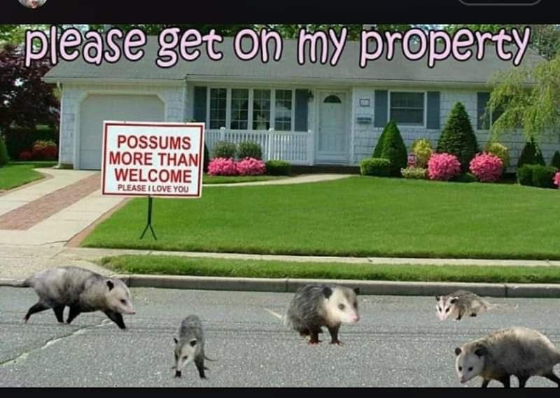 fauna - please get on my property Possums More Than Welcome Please I Love You