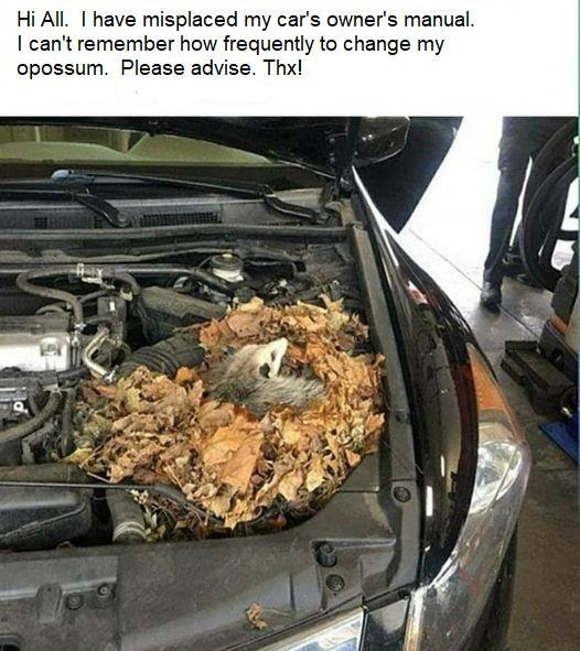 possum nest in car - Hi All. I have misplaced my car's owner's manual. I can't remember how frequently to change my opossum. Please advise. Thx!