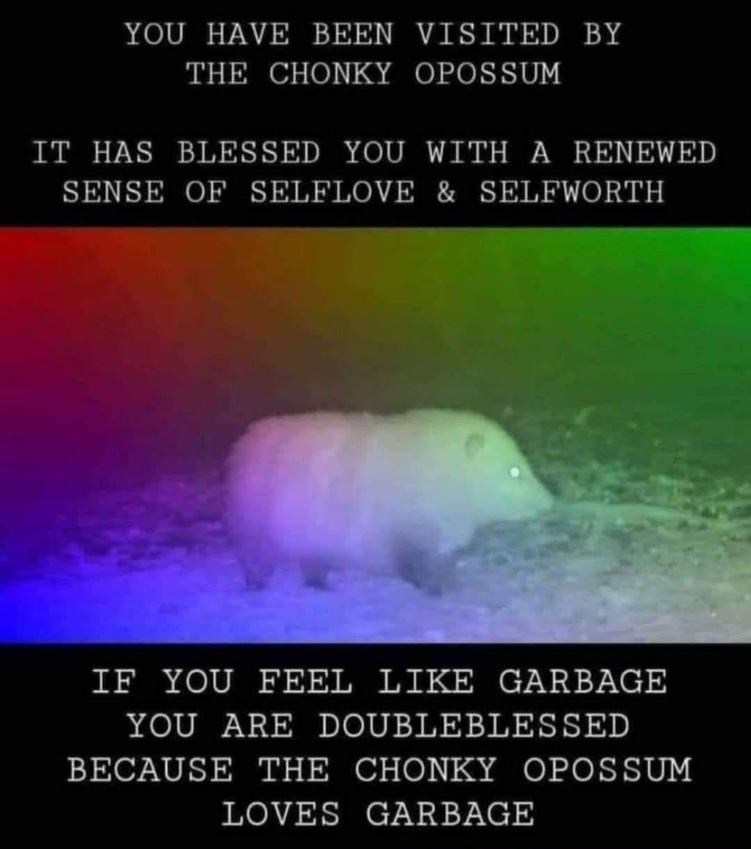 chonky possum meme - You Have Been Visited By The Chonky Opossum It Has Blessed You With A Renewed Sense Of Selflove & Selfworth If You Feel Garbage You Are Doubleblessed Because The Chonky Opossum Loves Garbage