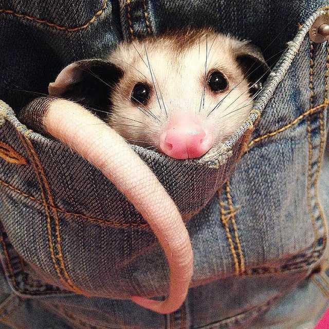 cute opossum - s