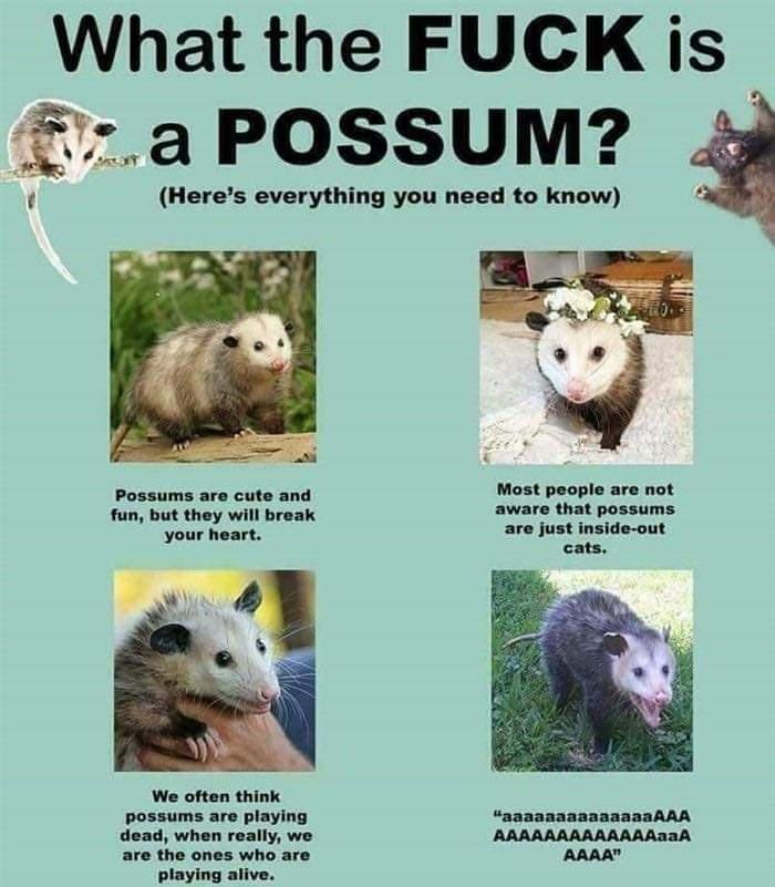 opossum funny - What the Fuck is a Possum? Here's everything you need to know Possums are cute and fun, but they will break your heart. Most people are not aware that possums are just insideout cats. We often think possums are playing dead, when really, w