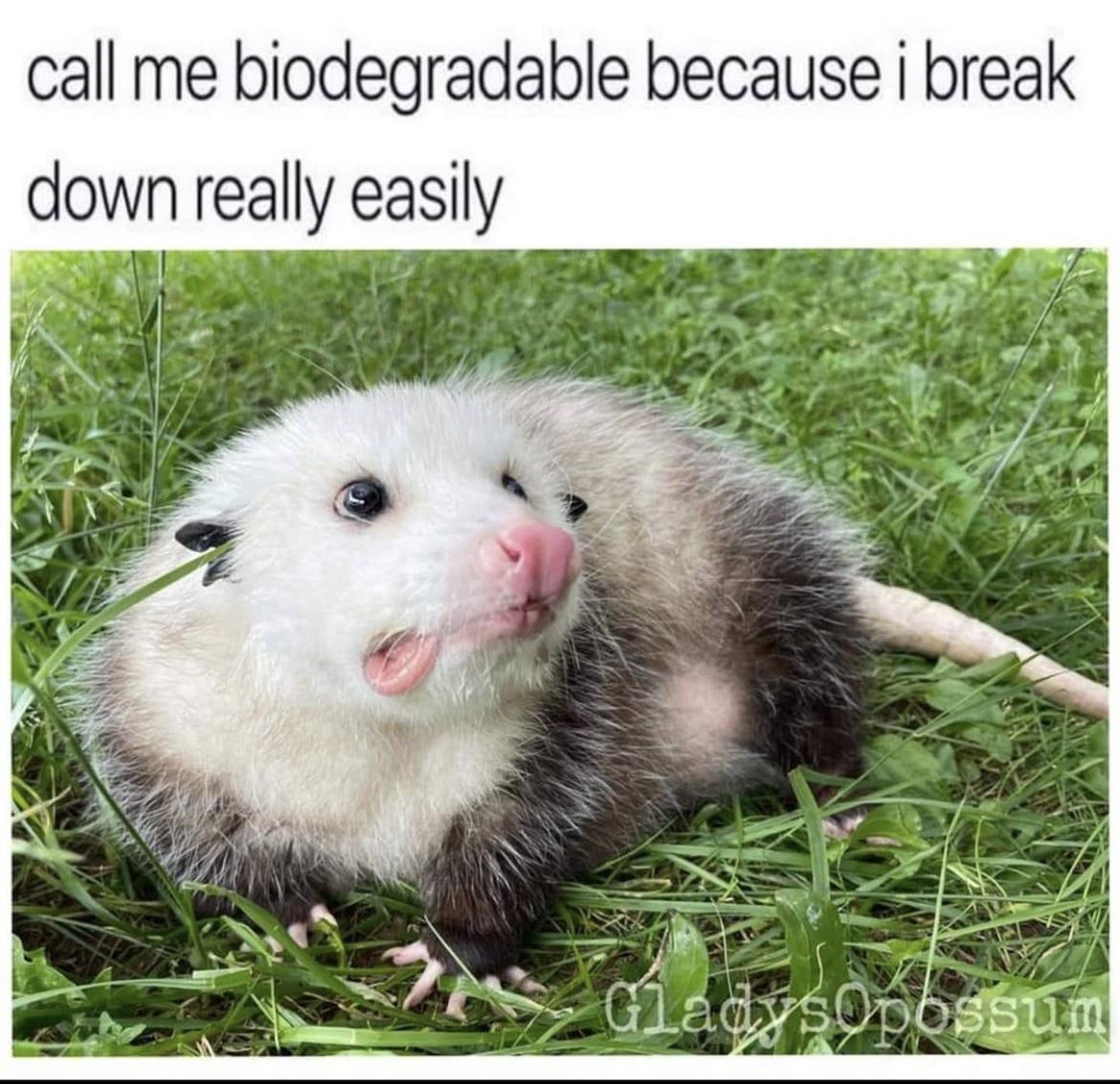 possum meme - call me biodegradable because i break down really easily Gladys Opossum