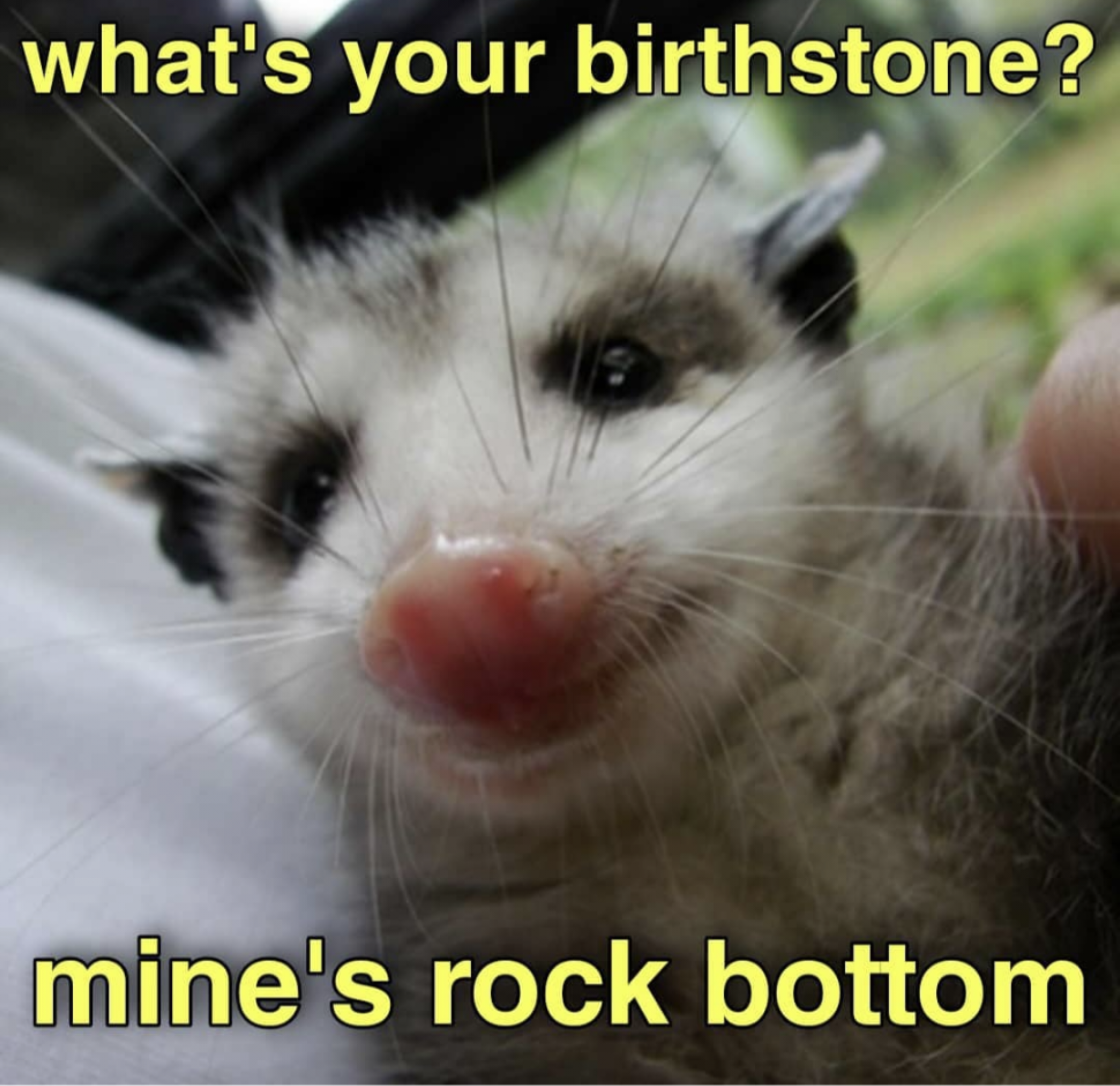virginia opossum - what's your birthstone? mine's rock bottom