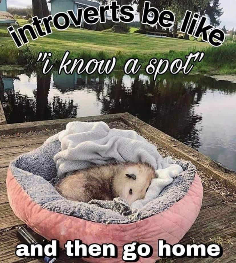 pet - introverts be "i know a spot" and then go home