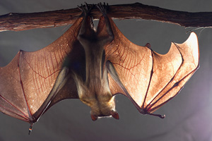 pallid bat