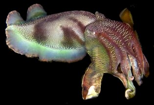psychaedelic cuttlefish