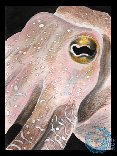 bottle eye cuttlefish