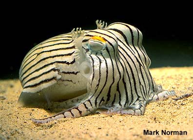 zebra cuttlefish