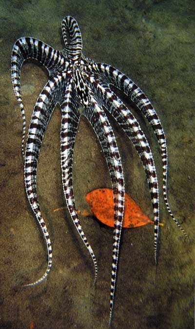 mimic squid