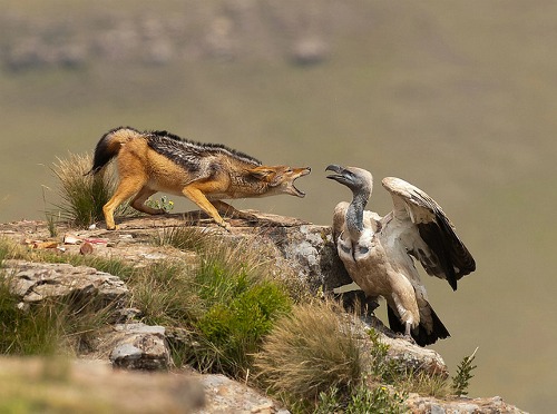 cape vulture and jackal