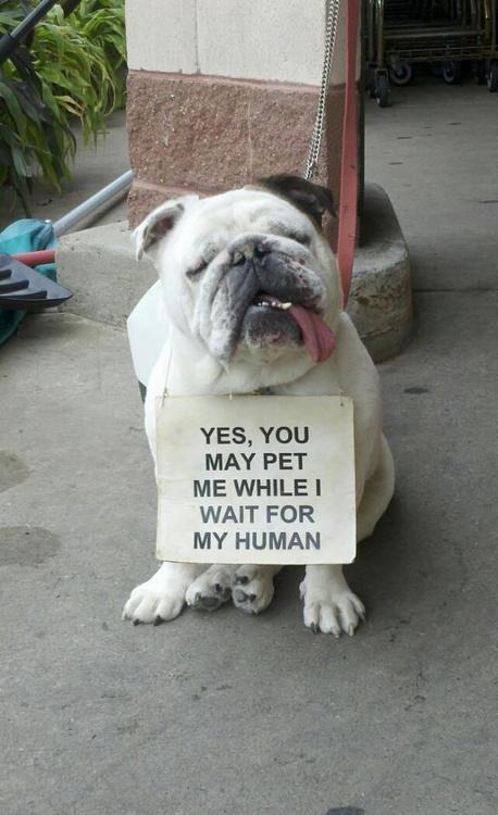 funny doggies - Yes, You May Pet Me Whilei Wait For My Human