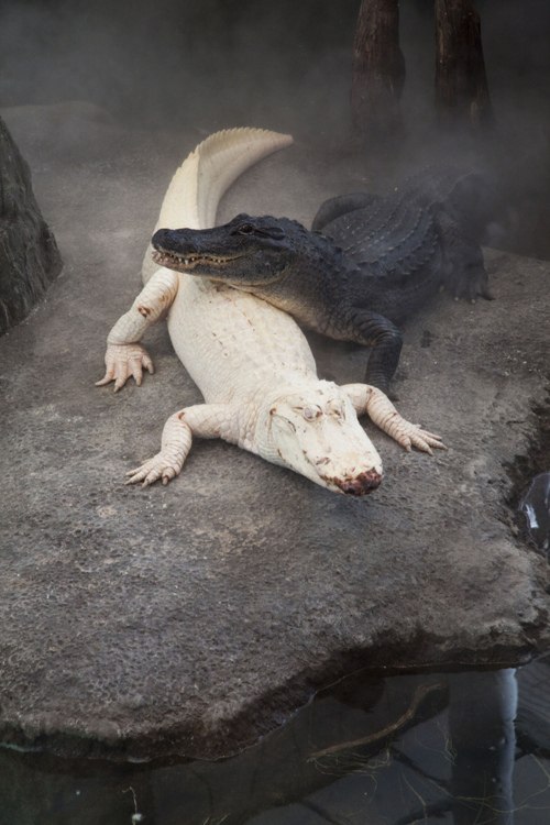 albino alligator and black alligator