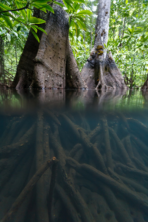 beautiful mangrove tree