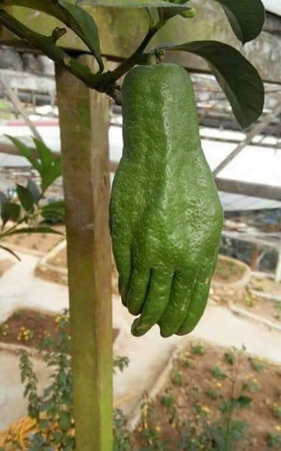 random fruit that looks like a hand