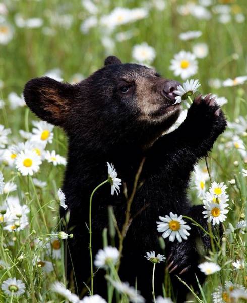 Having A Bad Thursday?? Well Here's Some Cute Fluffy Animals To Make It All Better