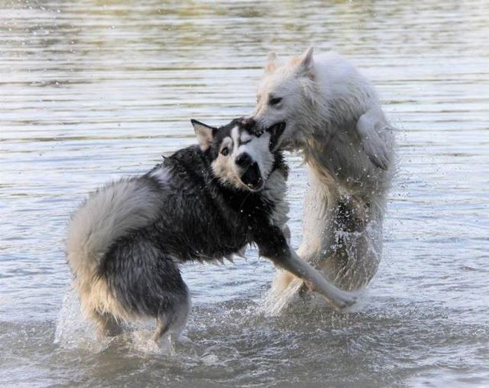 Having A Bad Thursday?? Well Here's Some Cute Fluffy Animals To Make It All Better