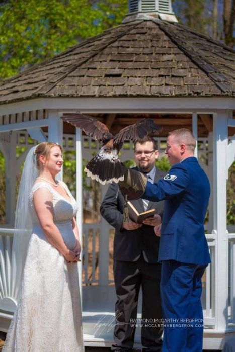 Uniformed marriage ceremony and a large bird is landed on the officers forearm